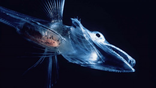 Icefish Live In Conditions Below The Freezing Temperature Of Water, So Why Don’t They Freeze?