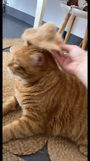 Le plus important, ne pas le forcer 👍🏼🥰 #pepitothecat #cats #catsoftiktok