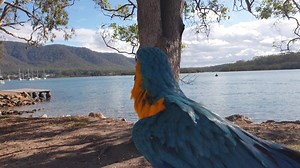 Snack stop , As a Macaw breeder I love getting our babies out and about with their harnesses on. Its part of the training we do. ~Tracey MacawsAustralia.com #MacawsAustralia #parrots #blueandgoldmacaw #pet #petsarefamily #keeptheirworldbig #australia #parrot #bird #featheredfriends | Macaws Australia