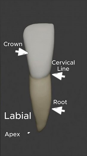 Mandibular Right Central Incisor | Dental Anatomy (3D) #anatomy #science #dentist