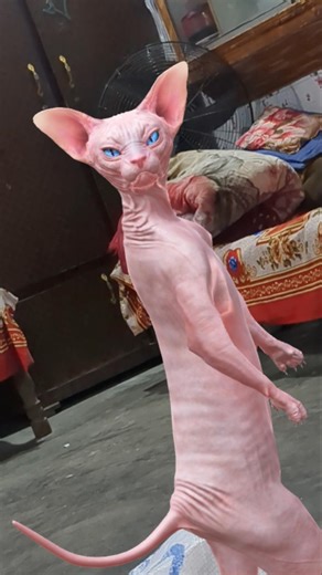dancing sphinx cat #sphynx #sphinxsecrets #catvideos #catmemes #dancingvedio
