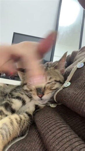 Cat Ownership Proof: Show Your Furry Friend!Prove You Have a Cat! Cat Lovers Unite Feline