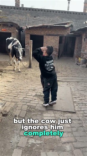 Cute boy vs uninterested cow!#funny