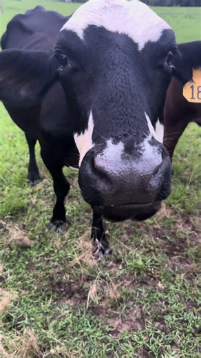 Feeding the cows ASMR 🥰🐄