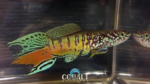 Beautiful Blue Gularis Killifish. Fundulopanchax is a genus of killifish living in near-coastal fresh water streams and lakes in Western Africa. #Fundulopanchax #killifish #WesternAfrica #BlueGularis #cobalt #cobaltAquatics #fish #aquarium #fishtank #fishfood #freshwaterfish #nicefish | Cobalt Aquatics