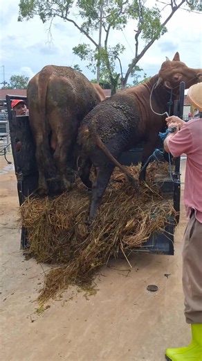 Sapi turun kebingungan | Sapi bull