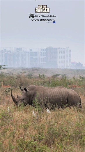 🐃🦏 Rhino and Buffalo in Nairobi National Park 🦏🐃 #vivoX300pro #wildlife