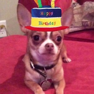 Happy birfday Miss Lisa Roteman😂🐶🐾❤️ | Choco the Macho Chihuahua