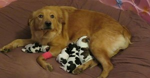 Owner shakes her head when dog gives birth to ”baby cows” – looks closer and realizes the unexplainable