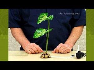 PetSolutions: Exo Terra Dripper Plant