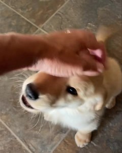 Kevin 🖤 showing off his superstar status during his private training session at GMaw’s House of Fluffer Training. 😋🙌🌟👏🖤 Even with the very interesting drawer knob calling his name, he was able to get back on track and complete his command. 😁🖤 #kevinryder #puppytraining #learningnewthings #ourgoldenfluffers #nightrider #ourgoldenadventures | Our Golden Adventures