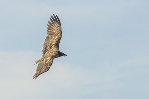 Walker captures spectacular new footage of bearded vulture flying in Peak District