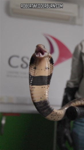 5 Essential Tips for Safe Snake Control