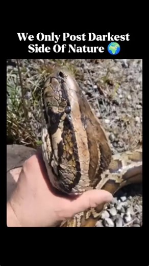 NatureAfterDark on Instagram: "‼️Meet the Snake That Never Stops Growing.☠️ - The reticulated python is the longest snake on Earth, commonly reaching 7–8 meters (23–26 ft). The longest reliably measured python ever recorded was an astonishing 10 meters long, longer than a full-size bus. The heaviest python on record, a Burmese python, weighed more than 113 kilograms and had a body so thick two adults couldn’t wrap their arms around it. 🐍Hunting and Senses Pythons don’t just rely on eyesight. Th