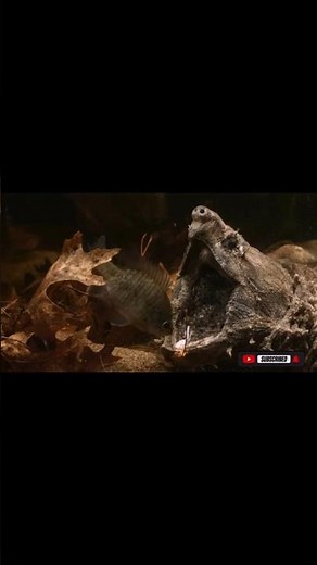 You Won’t Believe How Fast This The Snapping Turtle Attack! 😱