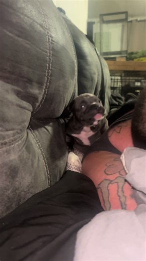 Adorable American Bully Puppy at 4 Weeks Old