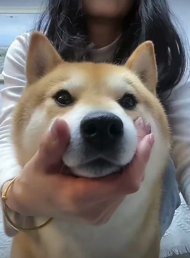 Fluffy Jisoo: Adorable Pet Moments