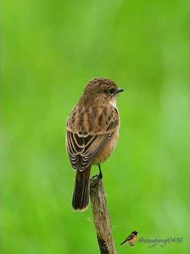 黑喉石䳭 Siberian Stonechat #birds #birdingparadise #wildlife #nature #birdphotography #birdwatching