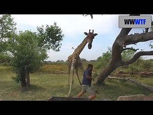 Giraffe attacks a human | WWWTF