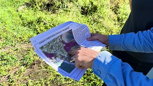 6.6K views · 73 reactions |  Invasive weed sniffer detection dogs in Port Stephens!  Daisy and Henry will be out and about across Port Stephens over the next couple of days sniffing out the weed known as Chinese Violet.  Both dogs have undergone intense training for the job and will help us map and manage the spread of this weed in key areas.  Find out more ➡️ pscouncil.info/invasive-weed-detection-dogs | Port Stephens Council | Facebook