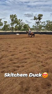 3.9K views · 71 reactions | My all-time favourite gelding 凉! 'Skitchem Duck', 6 yr old gelding. Lot 391 Toowoomba Supreme | Synergy Performance Horses | Facebook