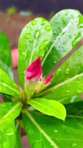 Adenium Obesum Is Starting to Bloom! #shortvideo