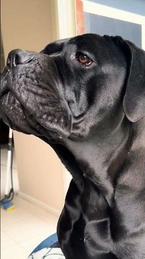 Black Boxer Dog Roars with Majesty 🦁 | Mesmerizing Short Video 🐶