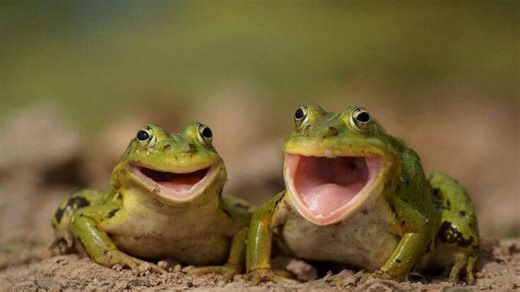 Laughing frog gets added to Australia's fauna. Here's what it is...