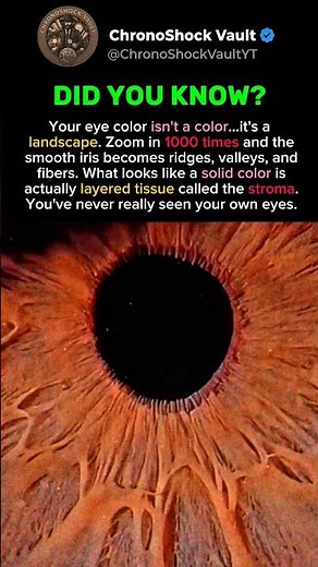 What Your Eye Really Looks Like Up Close