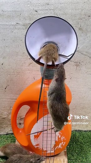 Rat Terminator on TikTok