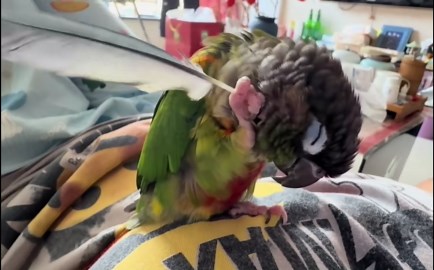 Parrot uses feather to scratch its head in Liaoning, China