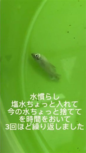 弱ったメダカを塩浴で救いたい！