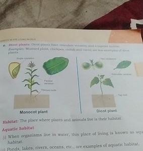 What are dicot plants? Write some examples. What is a habitat? ... | Filo