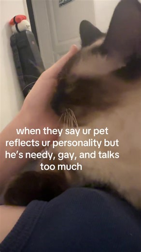 Understanding Your Needy and Affectionate Cat Traits