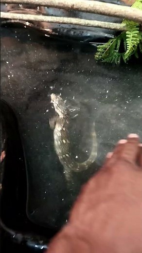 Ornate Nile Monitor Handling