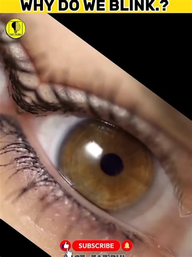 Understanding Why We Blink: Facts You Didn't Know