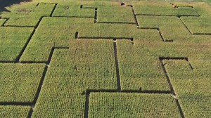 Conquering the corn maze at Red Wagon Farm in Columbia Station