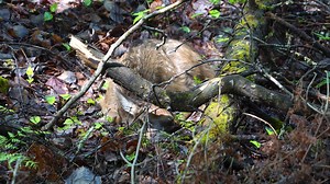 Smith: Calf birth heralds new year class of Wisconsin elk, next chapter of DNR work