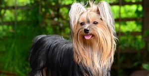 Yorkshire Terrier Breed Guide