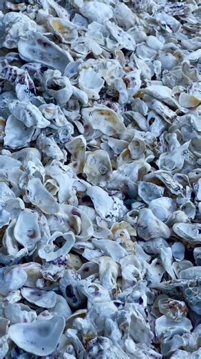 Oyster beach