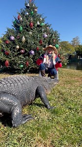 What do our Alligators & Crocodiles do when the weather is cold in Florida⁉️ #gatorland #florida #alligators | Gatorland Orlando