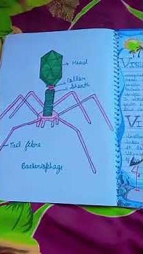 biology project file class 11 biological classification
