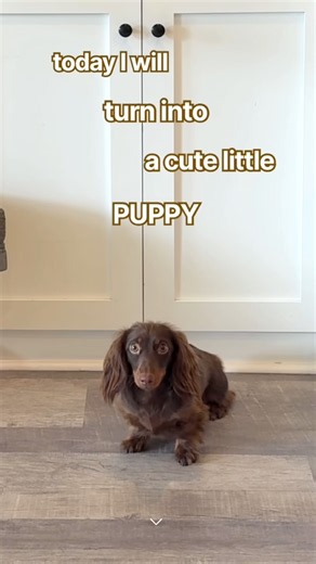 the cutest puppy #minidachshund #puppy #dachshund #cutedog #cutepuppy #cutepets #cute #dog #dogs