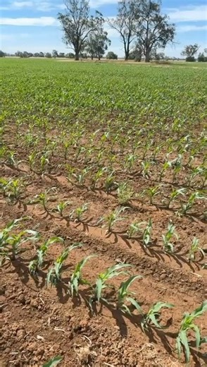It’s always a great story when farmers send us videos like these. A very good looking corn stand and incredible individual row accuracy from Precision Planting vDrive. Planted by Precision Planting CornerStone row units. | Precision Seeding Solutions