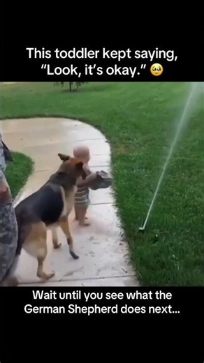 This toddler said, “Look, it’s okay.” Wait until you see what the German Shepherd does next 🥹