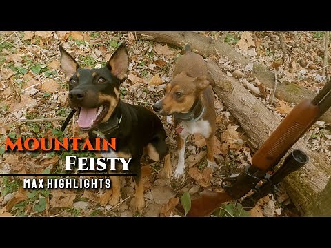 Mountain Feist Squirrel Dog First Season Highlights