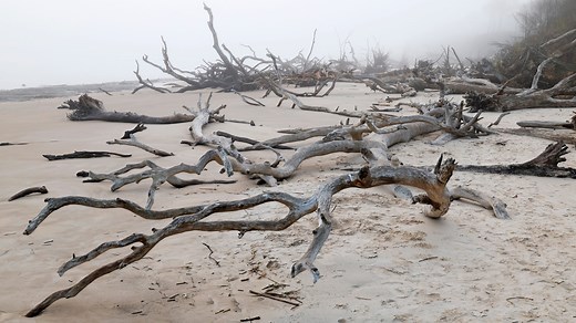 Jacksonville's secret beach: See the 'skeleton' trees at Boneyard Beach at Big Talbot