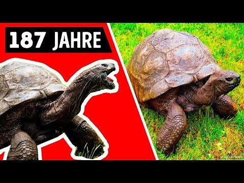Das älteste noch lebende Tier der Welt ist eine Legende!