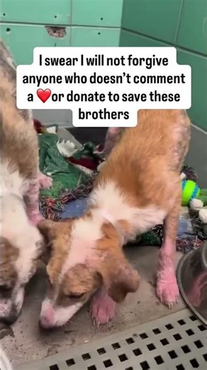 Update.Still remember these two brother rescued 9th this month these brothers had been with doctor