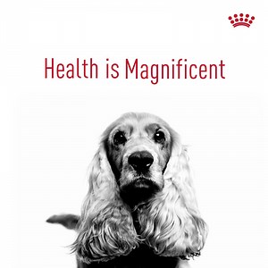 11M views · 1.1K reactions | Not only breeds, but different types of dogs and cats have different needs. We have a solution for each one. #RoyalCanin | Royal Canin | Facebook